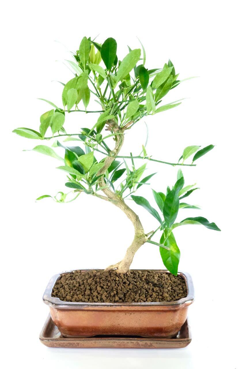 Lemon Bonsai Tree | Mediterranean Citrus Limonquat