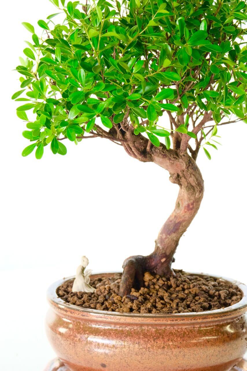 Close upon the trunk and figurine of this Syzygium buxifolium indoor bonsai tree