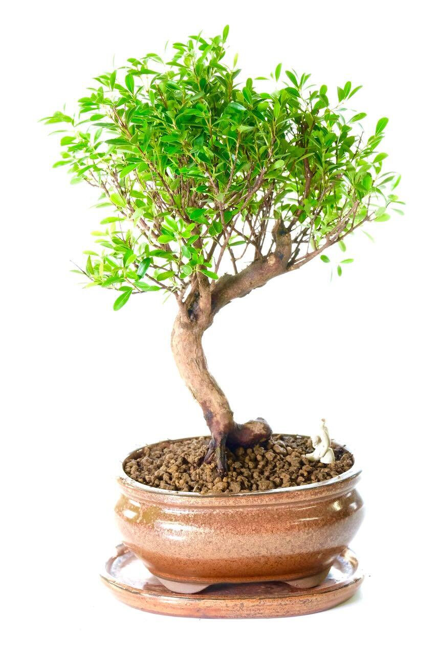 Roseapple Myrtle Bonsai Is an Everlasting Masterpiece
