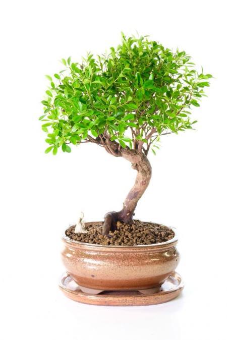 Strong Woodland-Style Myrtle: 11-Year-Old Flowering & Fruiting Indoor Beginners Bonsai