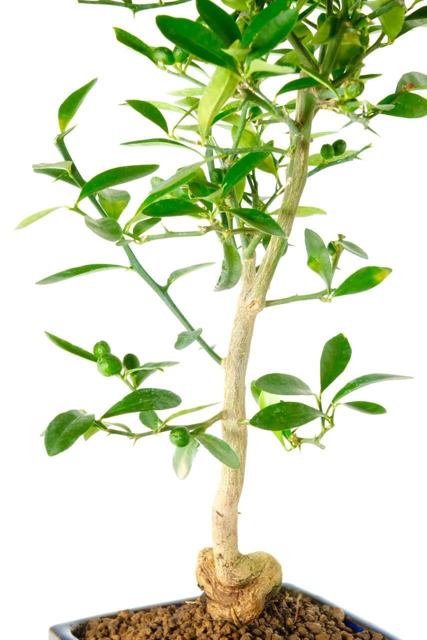 Well-designed root exposure leading into the upright trunk