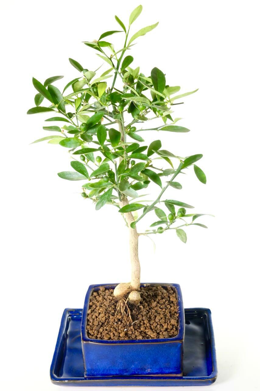 Citrus kinzu / Chinese Mandarin | Orange Blossom Bonsai Tree with Stunning Design