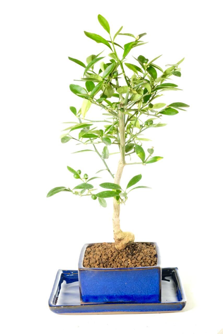 Delivery is FREE on a next working day service across mainland UK with Weekend, Premium & "Highlands & Islands" options available at an additional cost. You can pre-order your bonsai too!