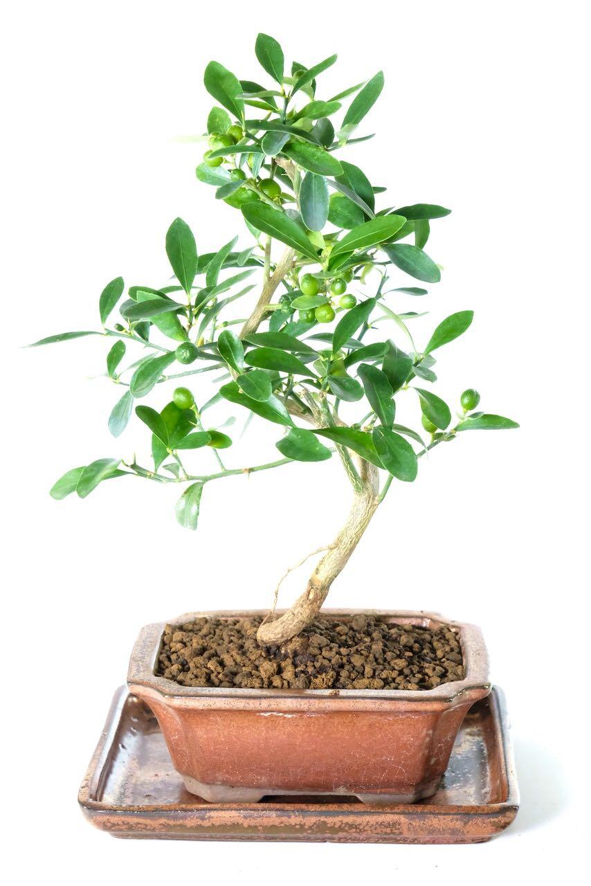 Grow outdoors or in a cool room