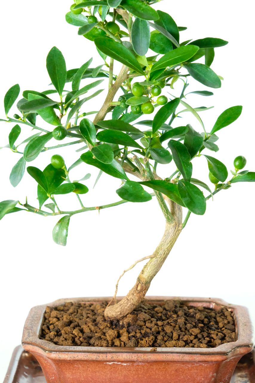 Fruiting now - small oranges forming