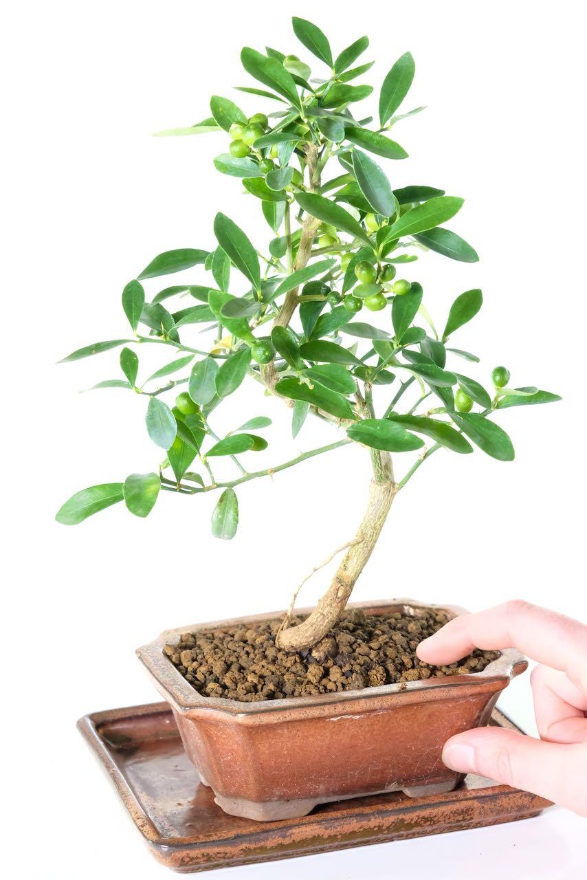 Scented summer flowers and pretty autumnal fruits