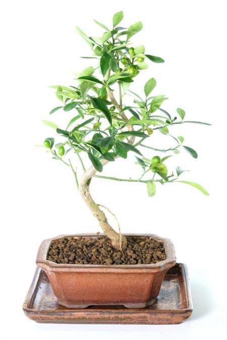 Stunning mediterranean Orange blossom bonsai for sale