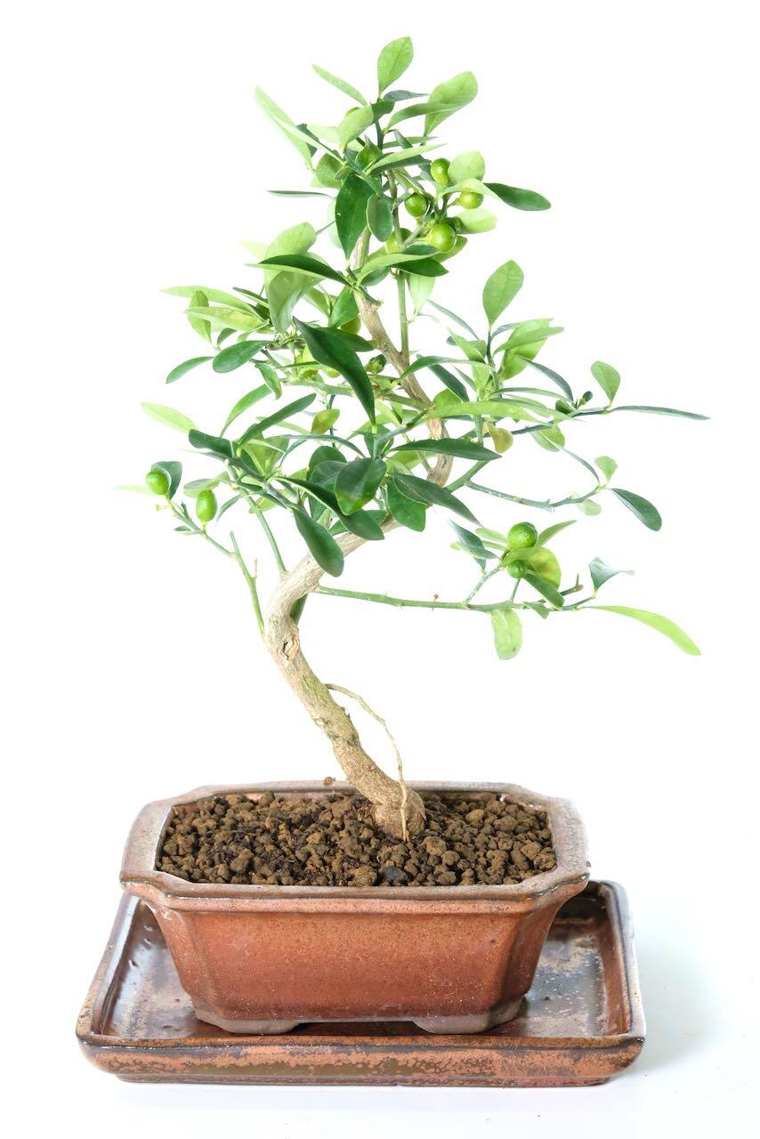 Stunning mediterranean Orange blossom bonsai for sale