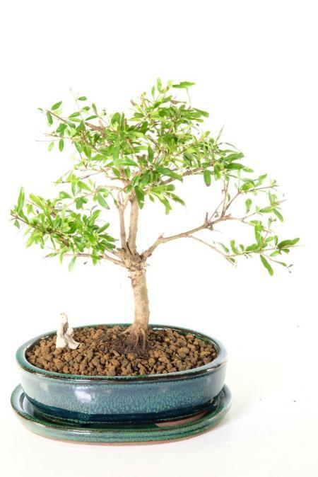 Petite pomegranate bonsai tree UK