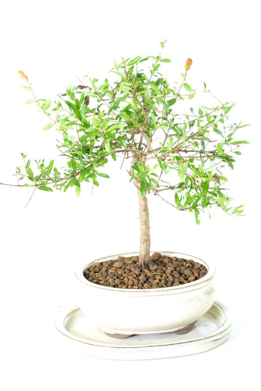 Perfect outdoor bonsai for beginners