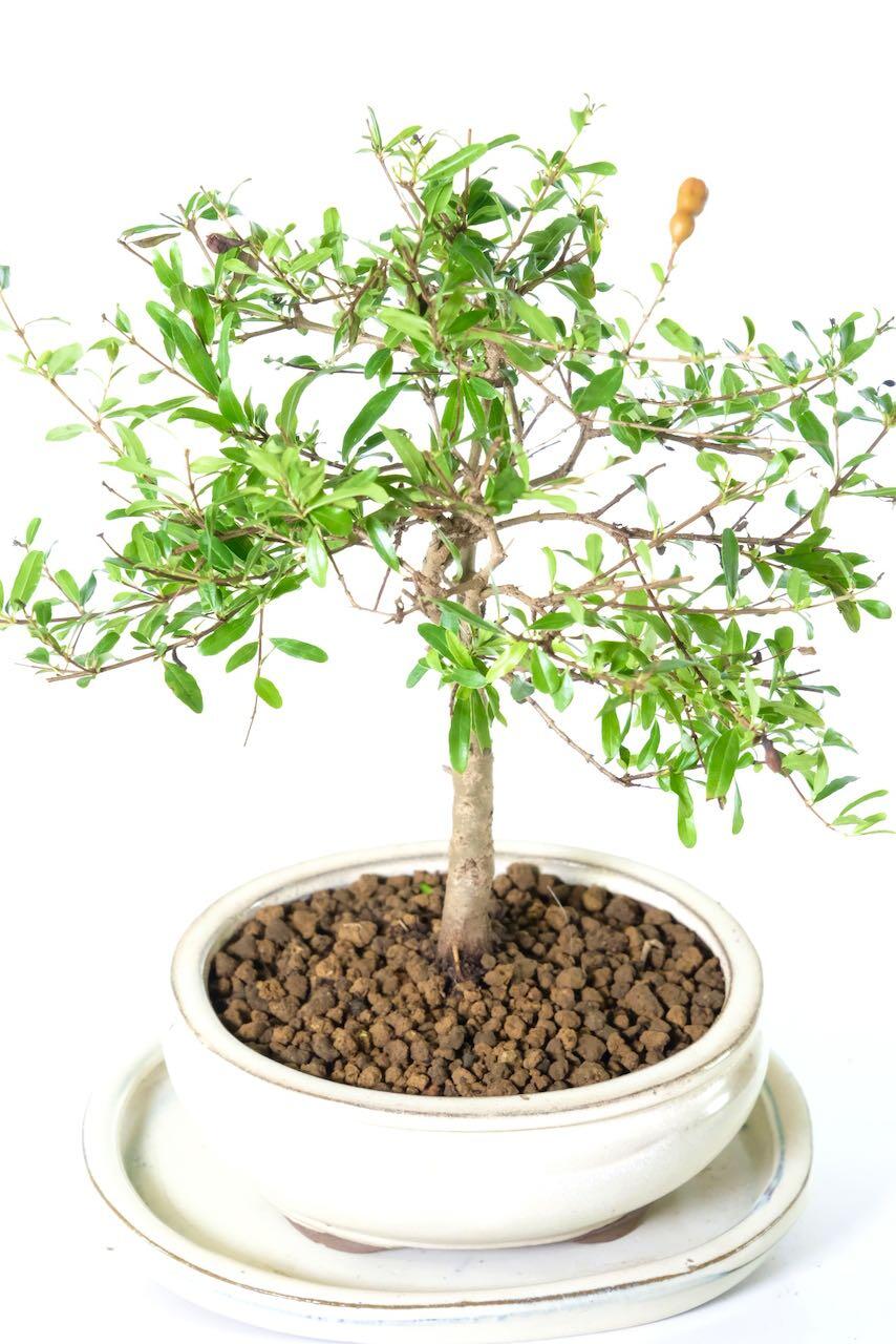 Potted into a cream oval bonsai pot