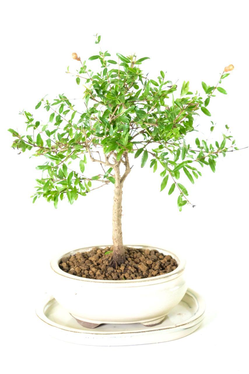 Tiny pomegranate bonsai tree for sale UK