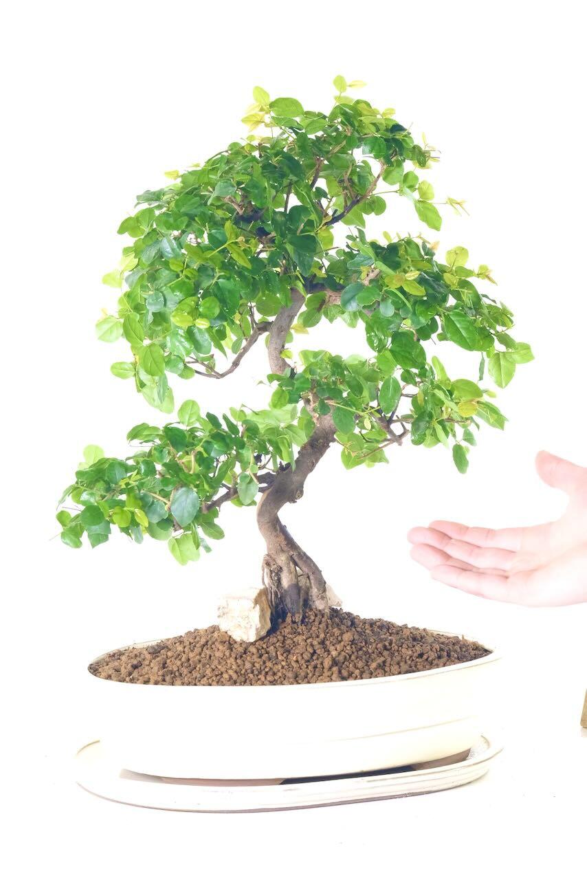A larger 19 year old Sageretia bonsai tree for sale