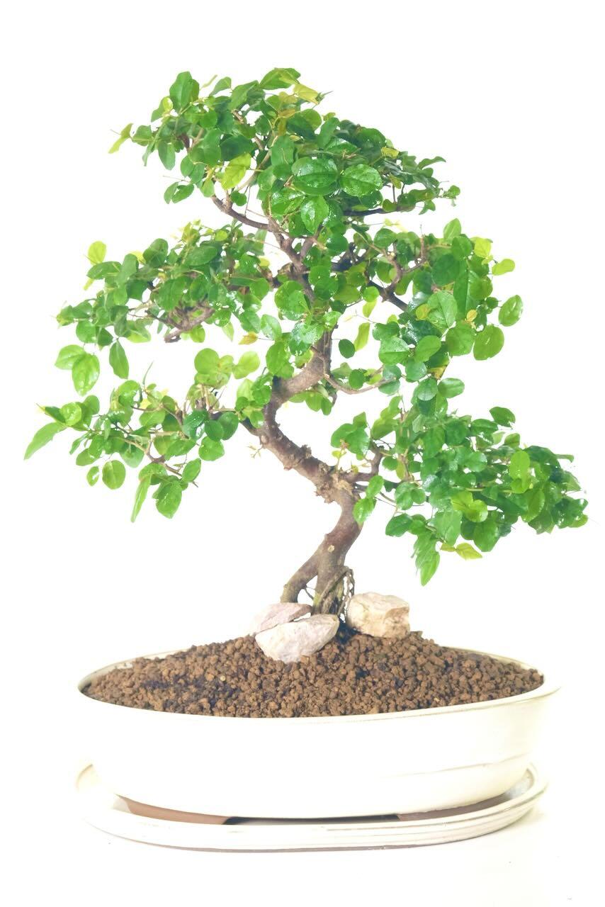Sageretia theezans bonsai tree in cream oval bonsai pot for sale