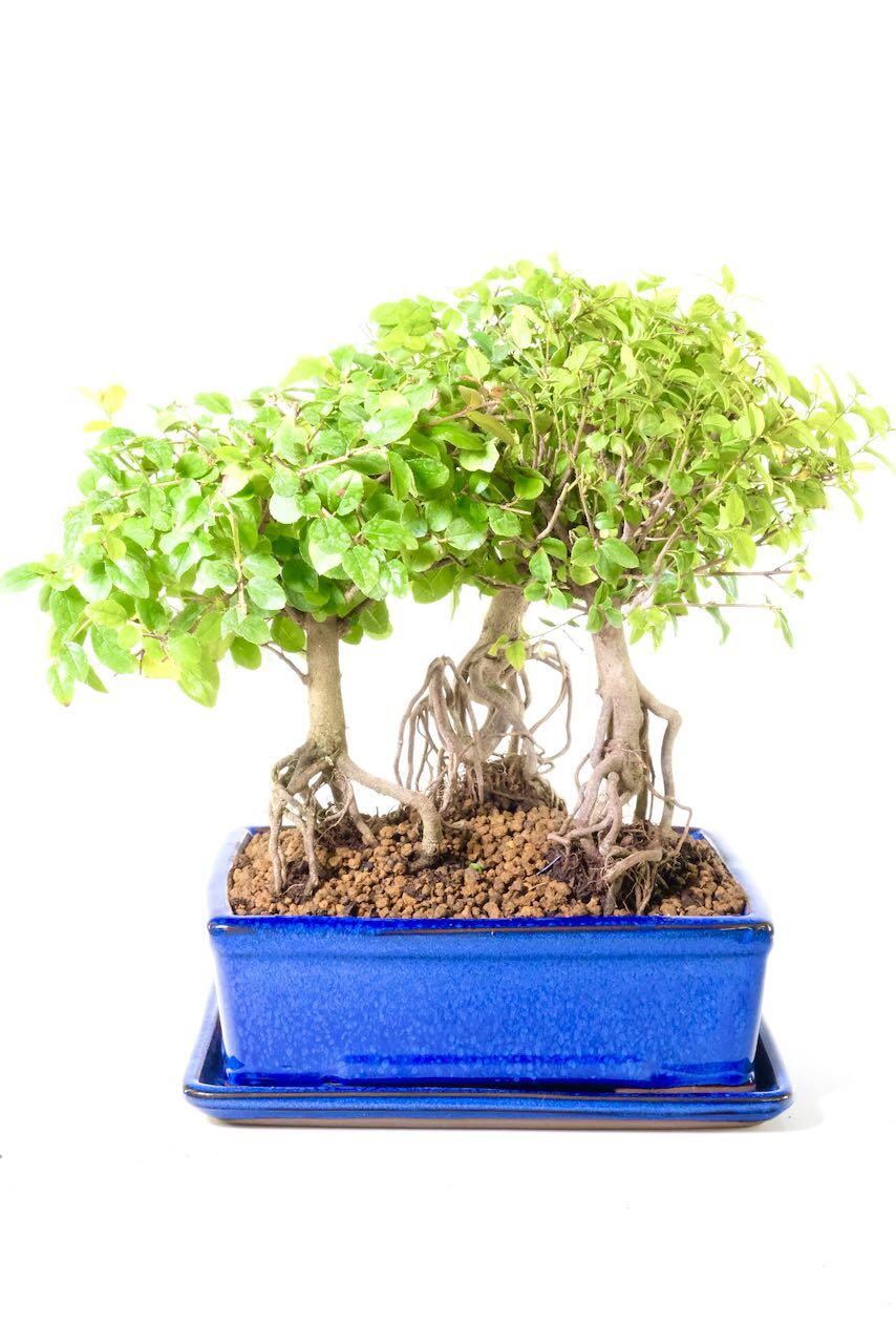 Potted into a royal blue bonsai pot with matching drip tray