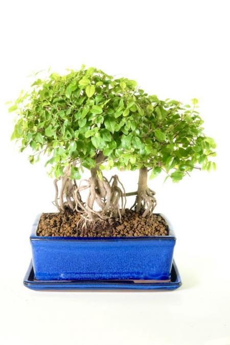 Enchanting Sageretia forest bonsai
