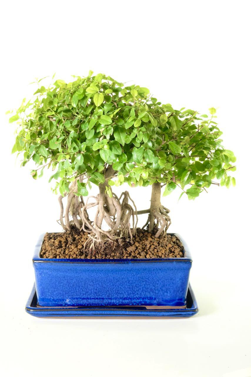 Enchanting Sageretia forest bonsai
