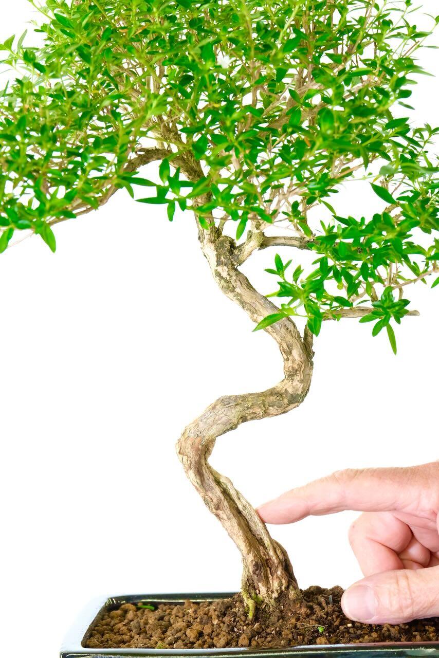 Absolutely outstanding dead wood "shari" feature