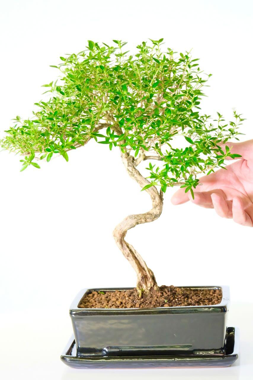 Comes potted in a sleek jet black pot with matching drip tray