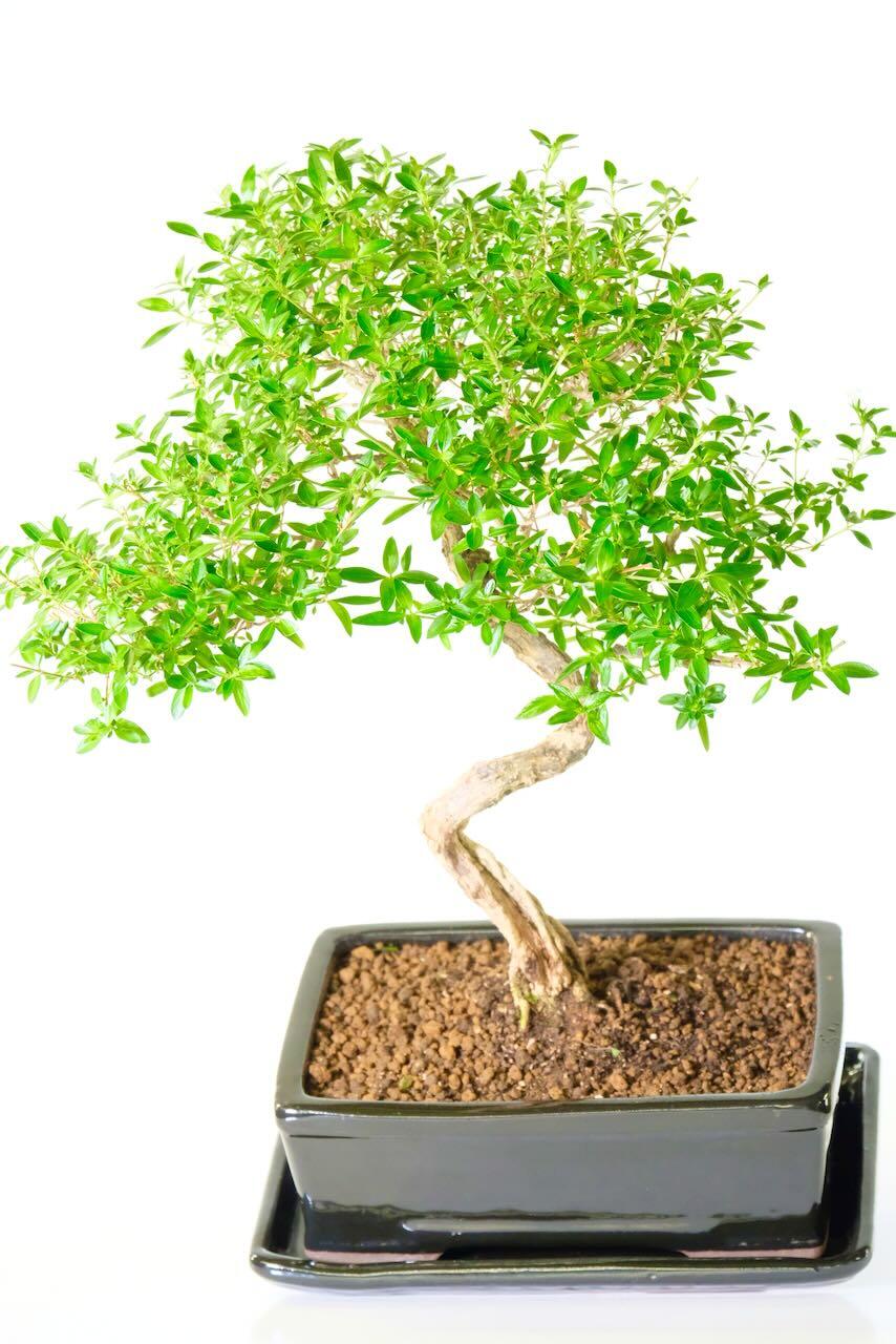 Gorgeous fresh green canopy which will display pretty white flowers in the summer