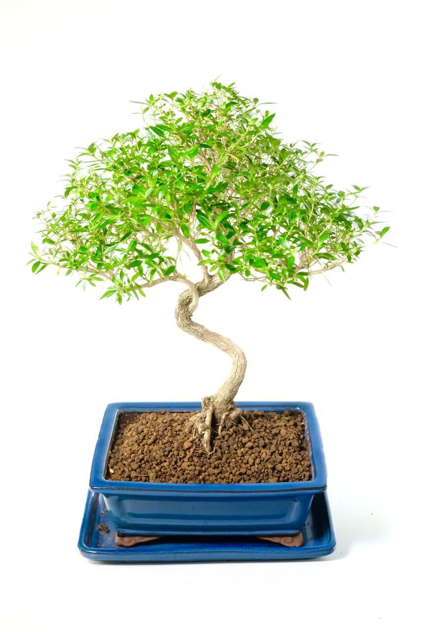 The canopy is lush and full - the flower will decorate it beautifully in summer!