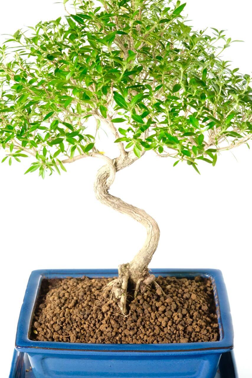 The trunk has been beautifully designed with meticulously placed branches