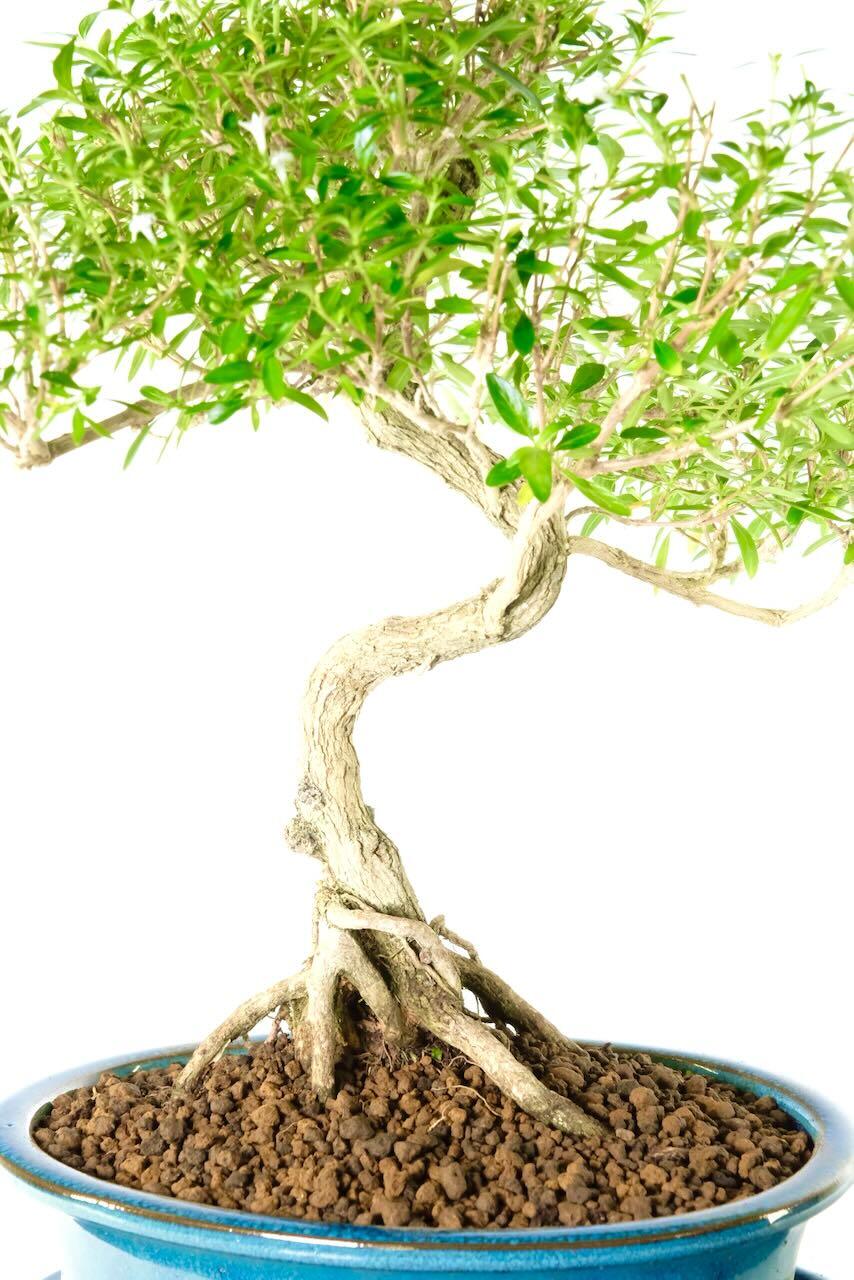 Phenomenal root exposure surrounding the base of the trunk