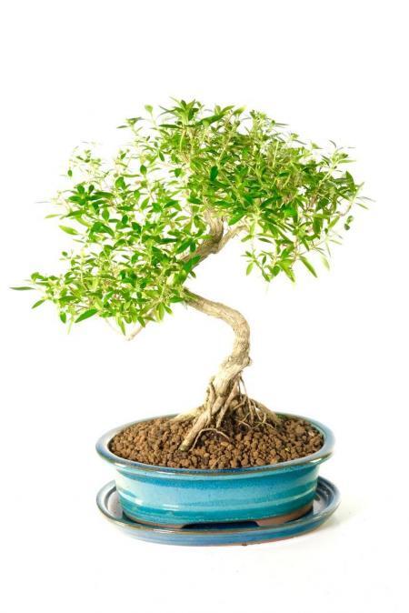 Fabulously Flowering 15 Year-Old Serissa Bonsai Tree | Bonsai Tree for Sale UK with Unique Styling