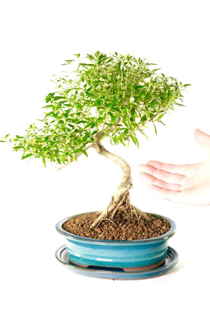 Comes potted in a pretty blue oval ceramic pot with matching drip tray