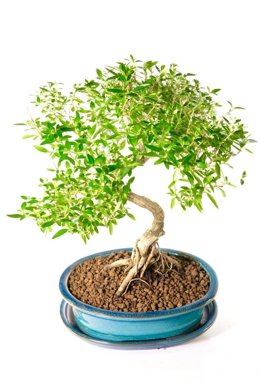 Fantastic design from the lush canopy, down through the textured bark