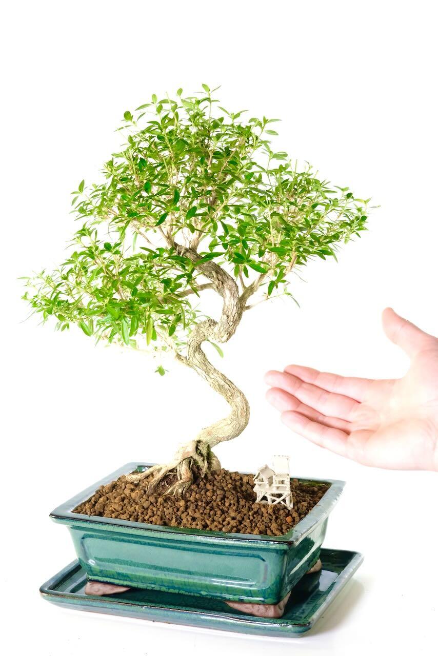 Comes potted in a forest green ceramic pot with matching drip tray