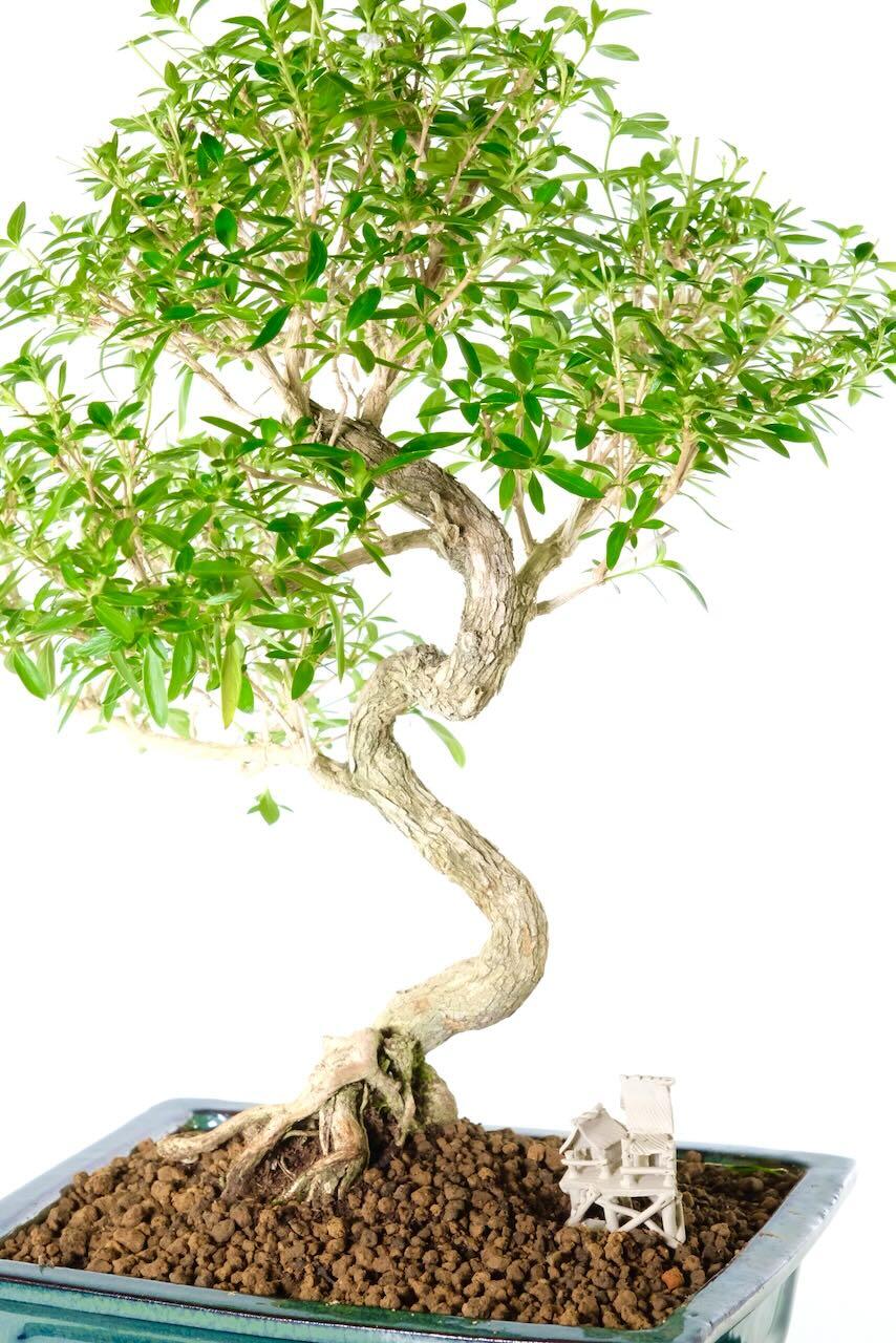 Outstanding trunk shaping with textured bark