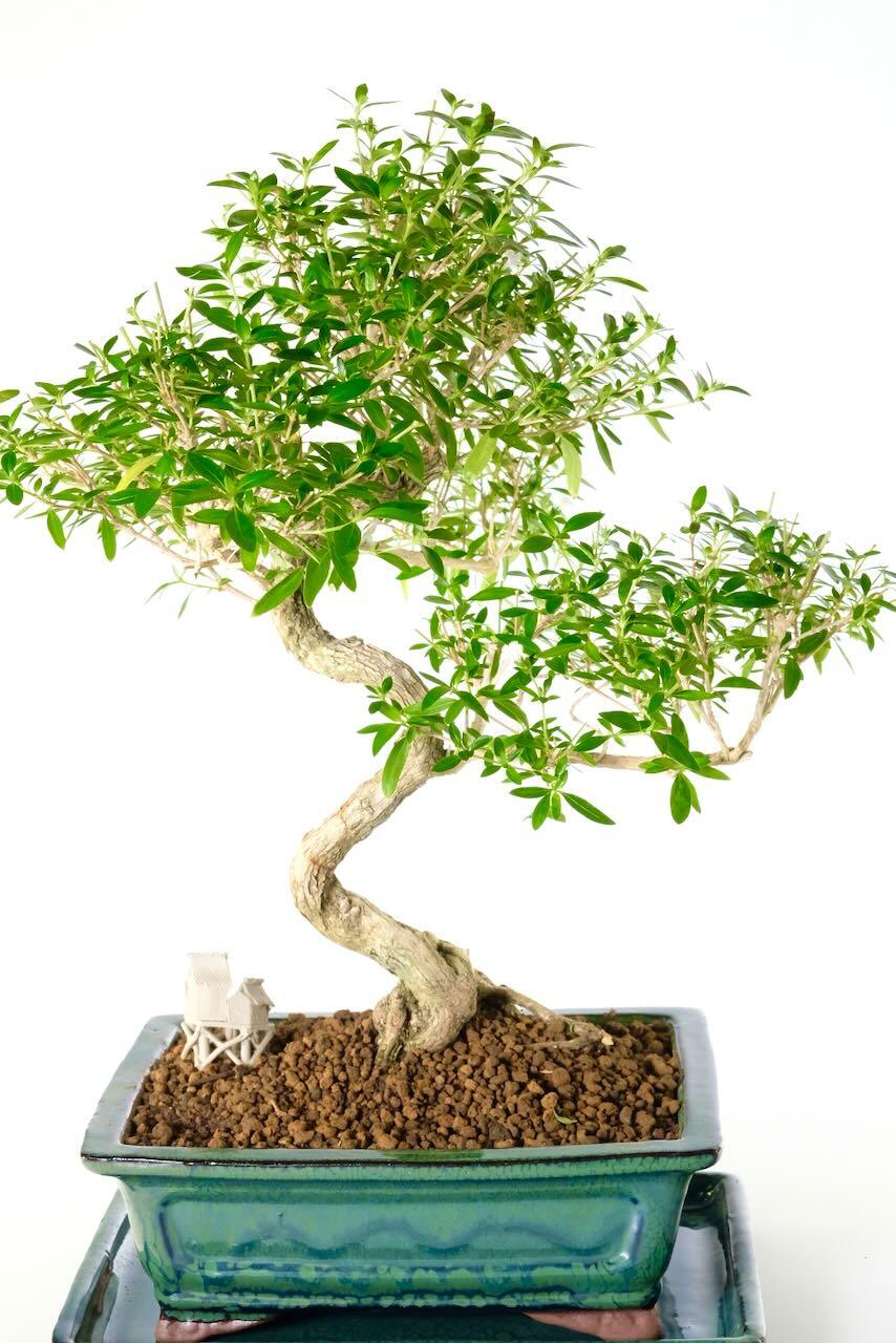 The rich foliage canopy will flower during summer!