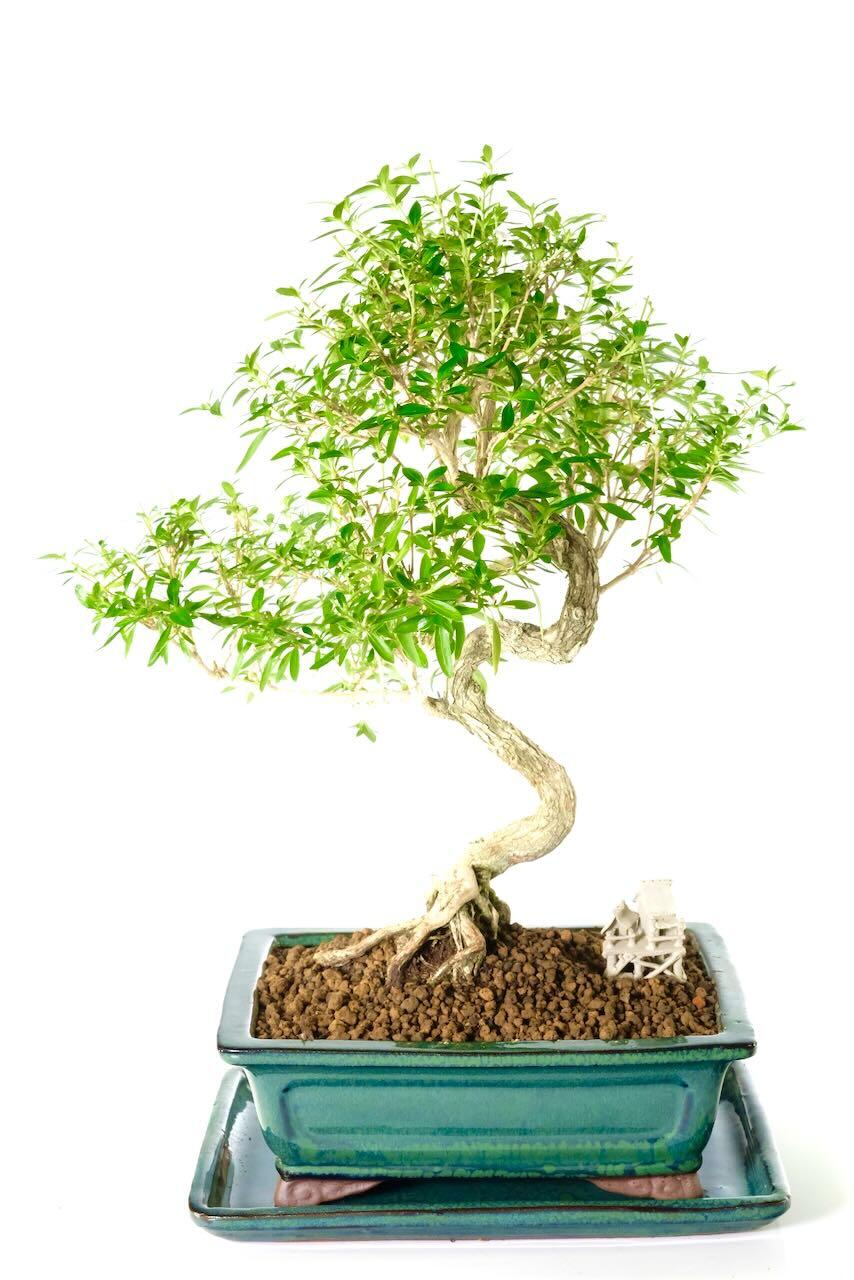 Flowering Tree of a Thousand Stars Indoor Bonsai Specimen for Sale with Elegant Trunk Flow