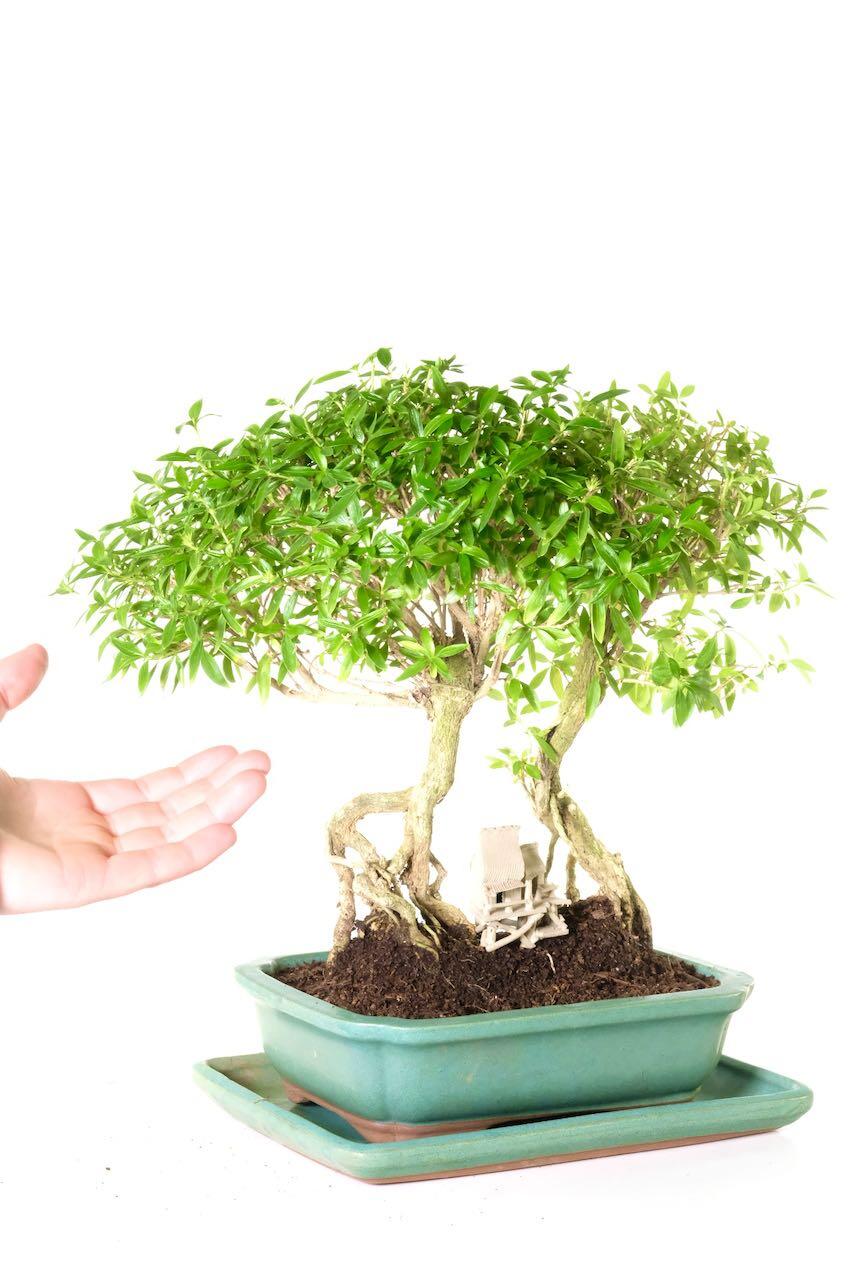 Lovely flowering variety - perfect for beginners