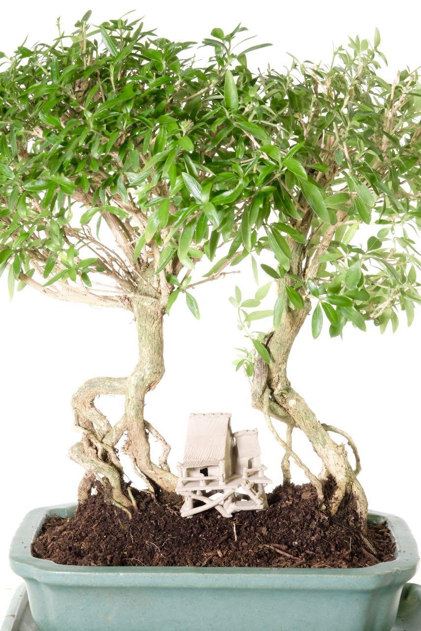 Chinese Stilt house included