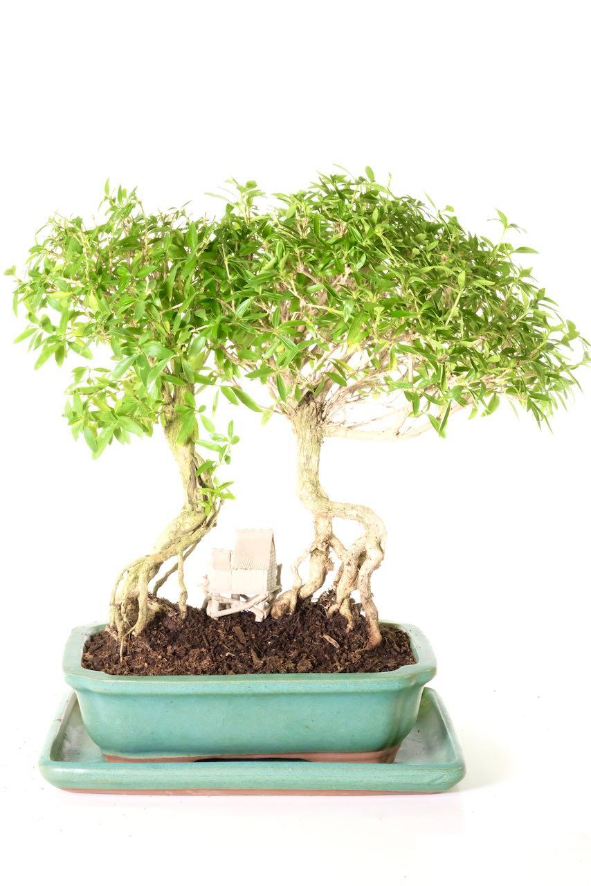 Amazing exposed roots and character bark