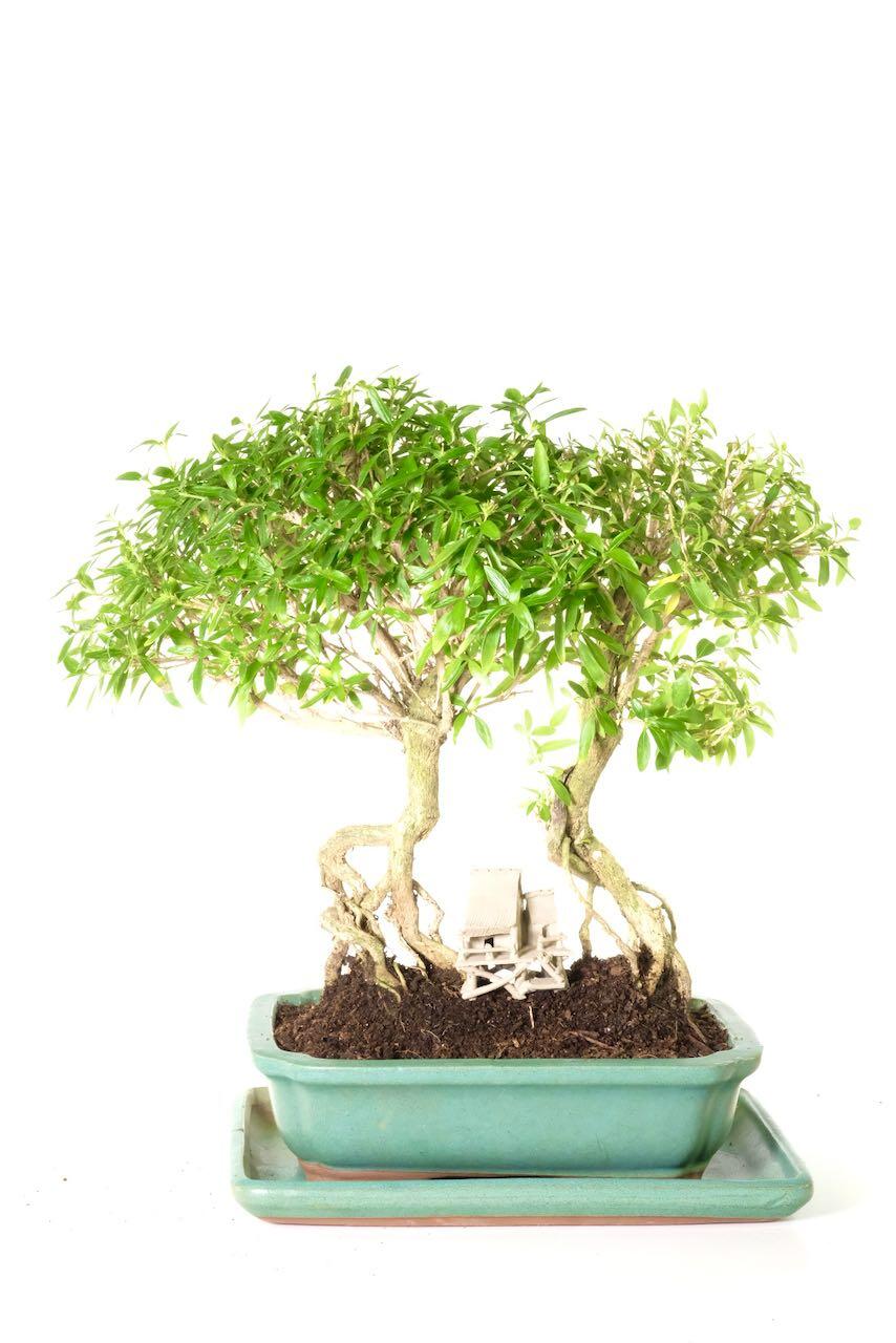 Interesting twin indoor Tree of a Thousand Stars bonsai
