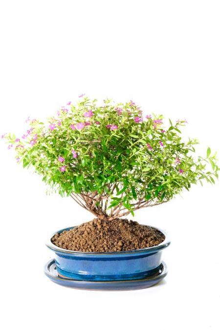 Sensational Purple Blossom Bonsai Tree (Cuphea) for Indoors | Tree of good luck & dreams that come true