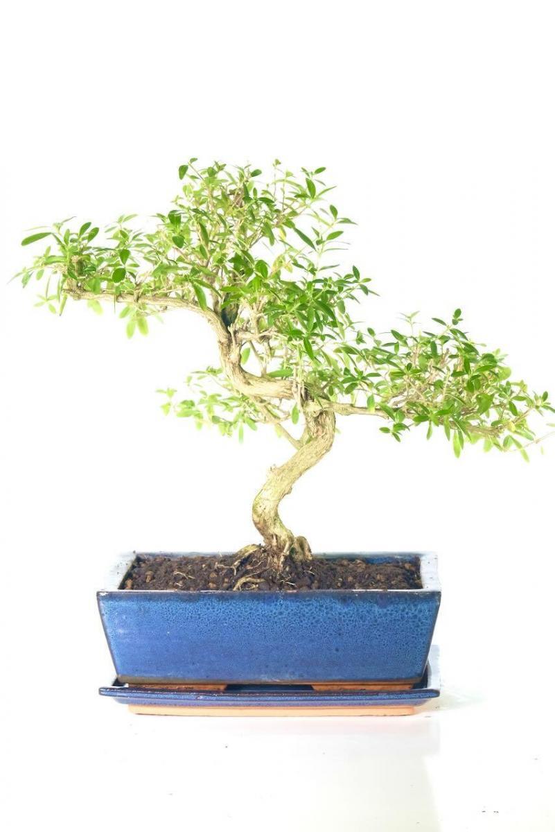 Delightful twisty indoor flowering Serissa bonsai tree