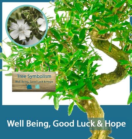 TREE SYMBOLISM
Well Being, Good Luck & Hope