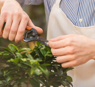 Bonsai pruning guide