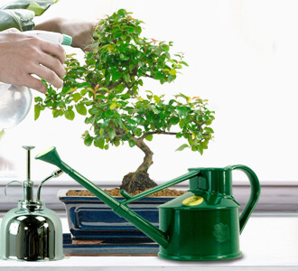 When and how do I water my bonsai tree?