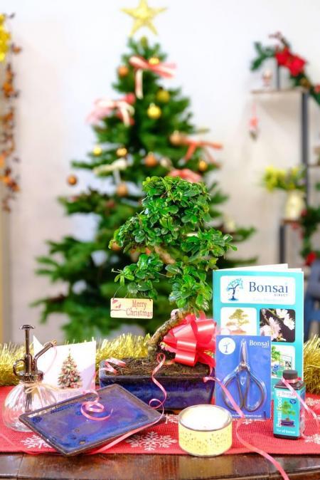 All Wrapped Up: Outstanding Christmas Bonsai Kit
