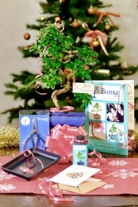 All Wrapped Up: Easy-Care Flowering Christmas Bonsai Kit (S-Shape) for Beginners