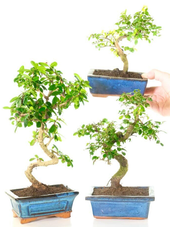 Unique & Interesting Twisty-Style Indoor Bonsai Trio for Beginners | Classic Blue Pots - BLACK FRIDAY DEAL