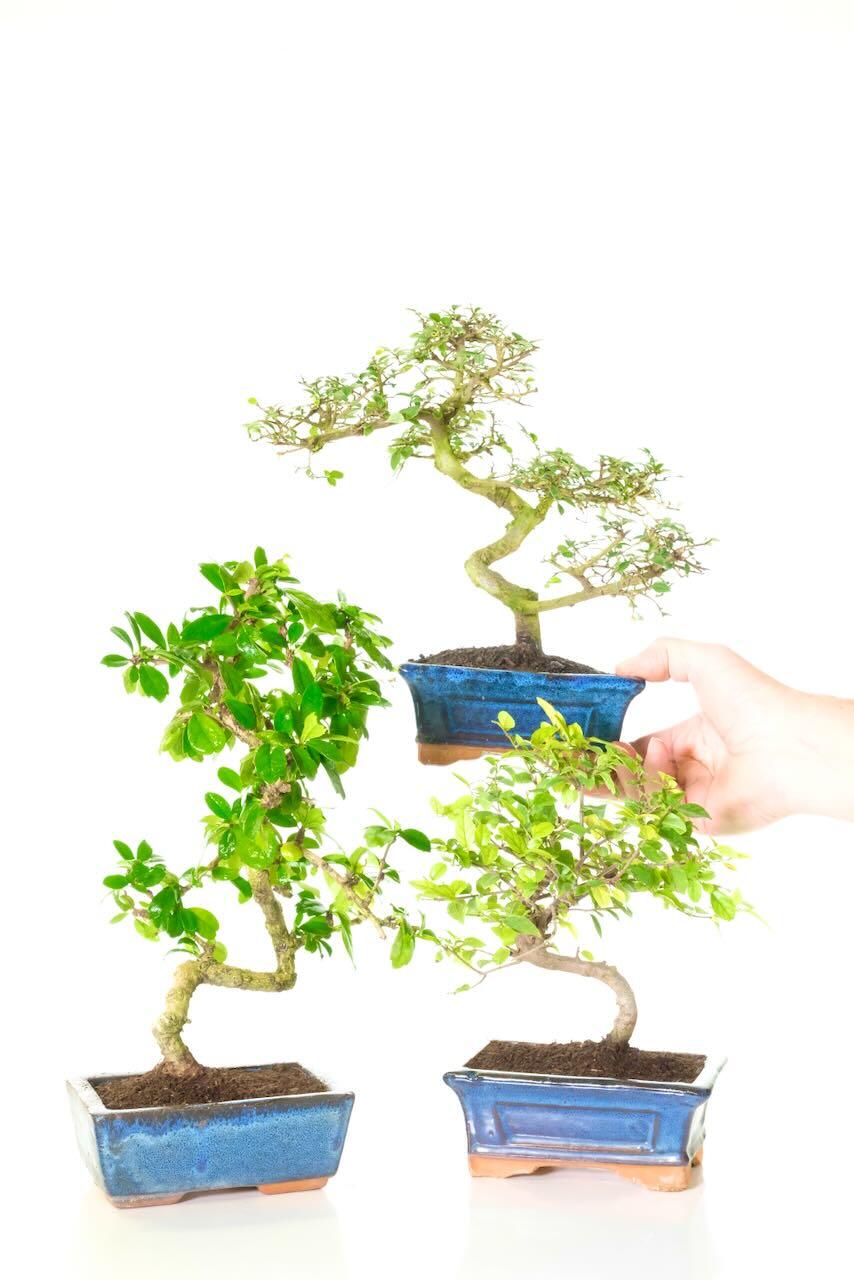 3 pack beginners indoor bonsai trees | Black Friday Bargain