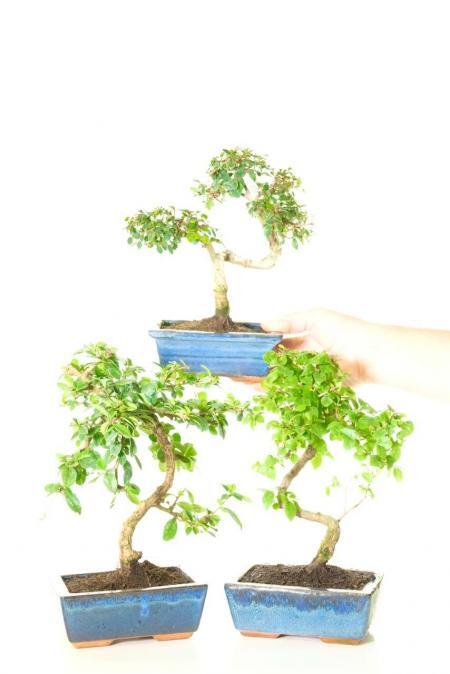 Triple Black Friday indoor bonsai tree bargain