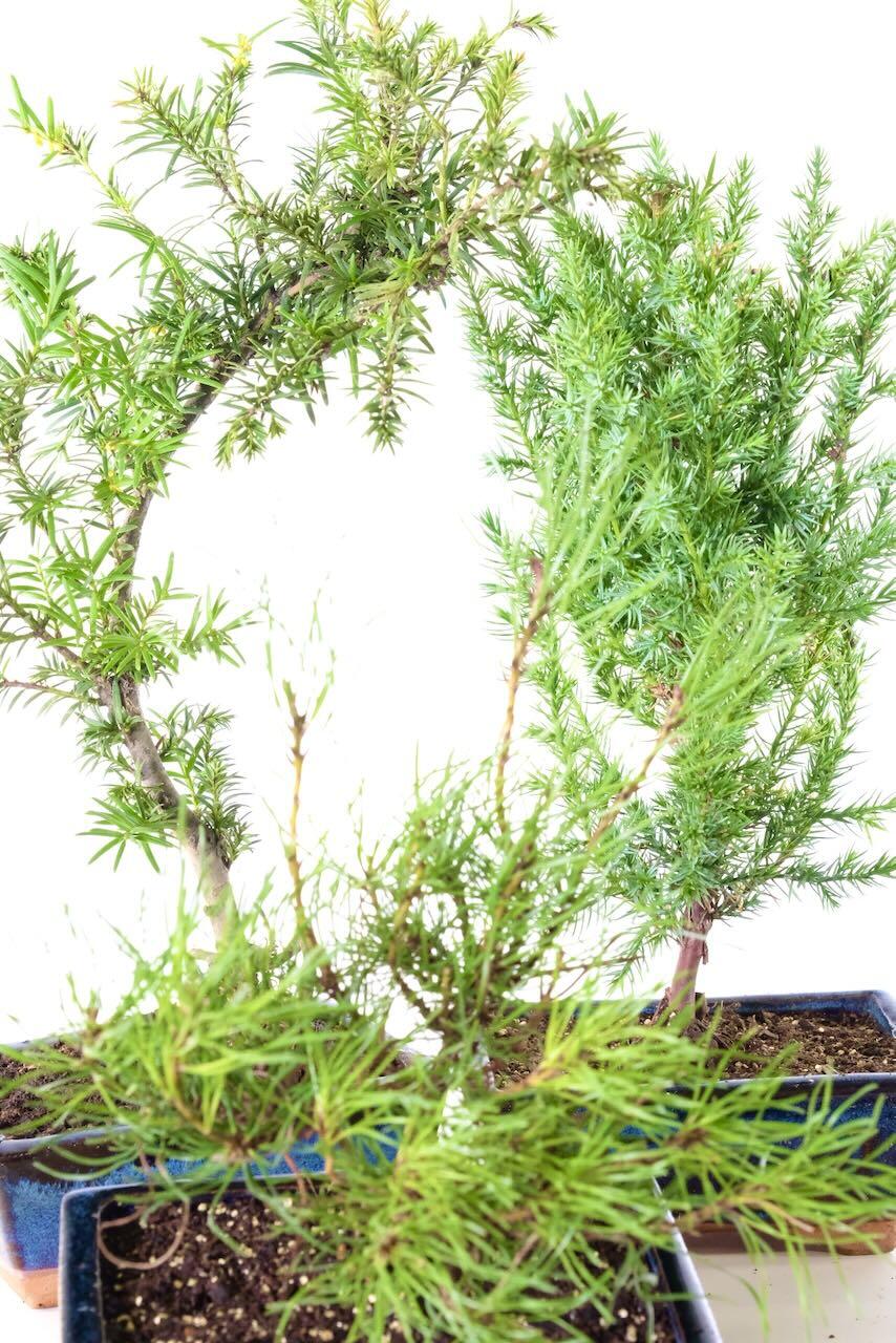 Perfect for wiring and styling starter bonsai trees