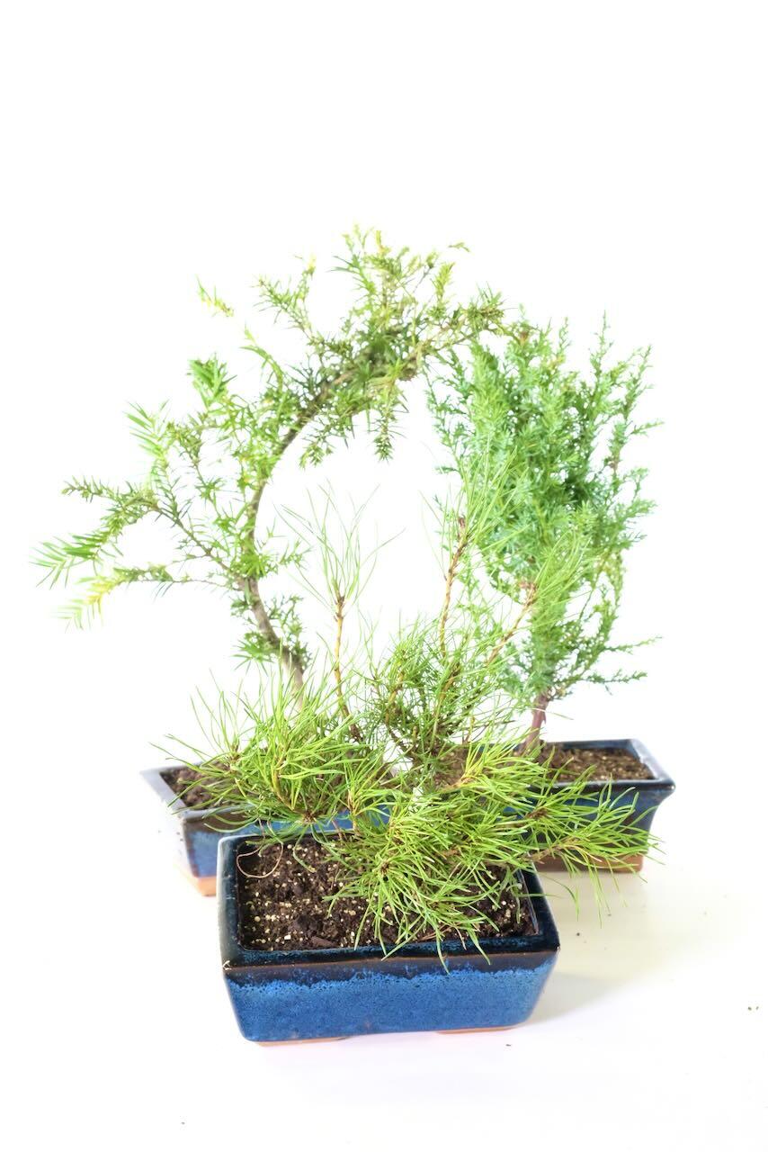 Triple Hardy Evergreen Outdoor Bonsai Collection | BLACK FRIDAY DEAL